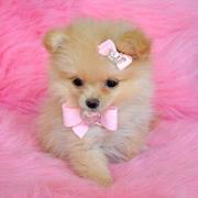 Pomeranian puppies for new homes